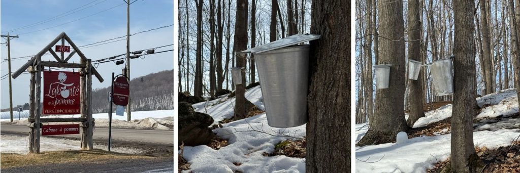 Labonté de la pomme - Oka